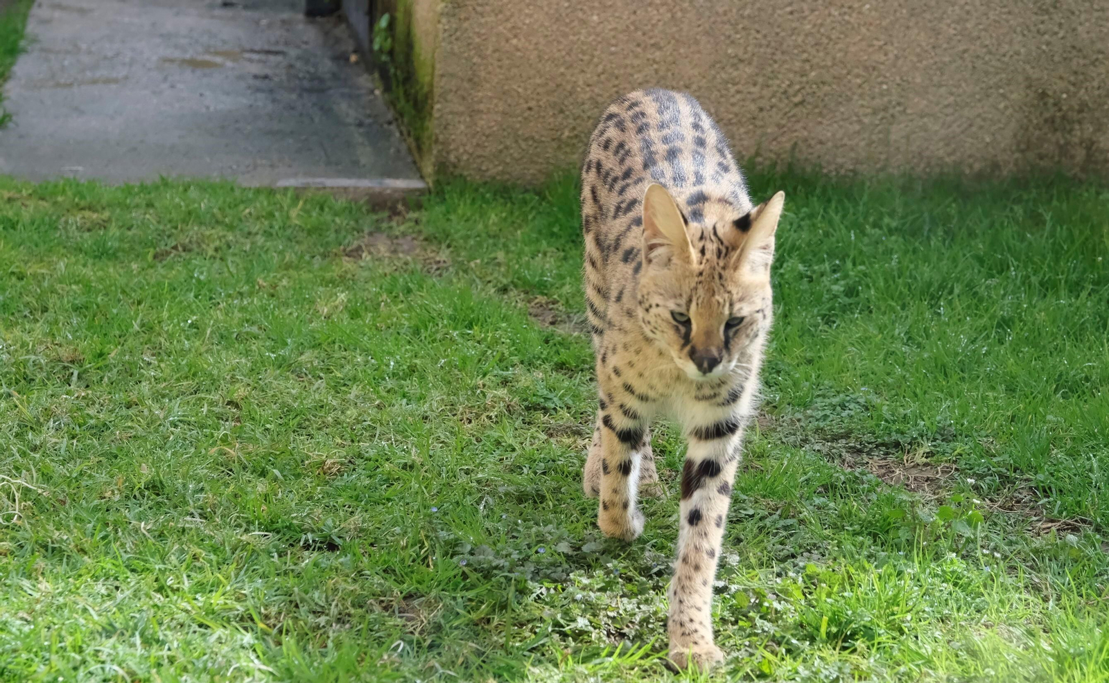 El serval recuperado en el Zoo de Córdoba, en imágenes