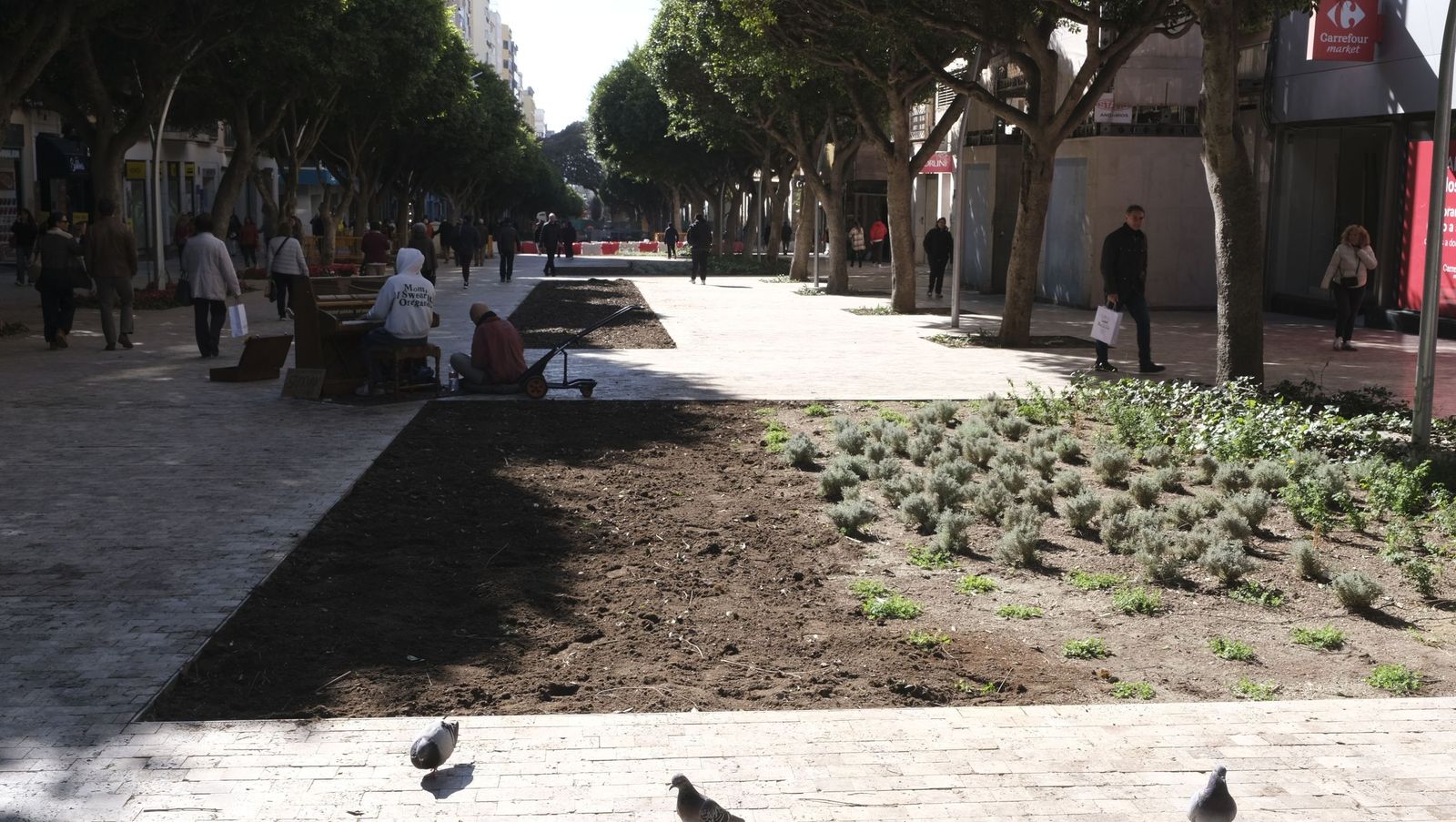 Las imágenes de la modificación de los parterres del Paseo de Almería