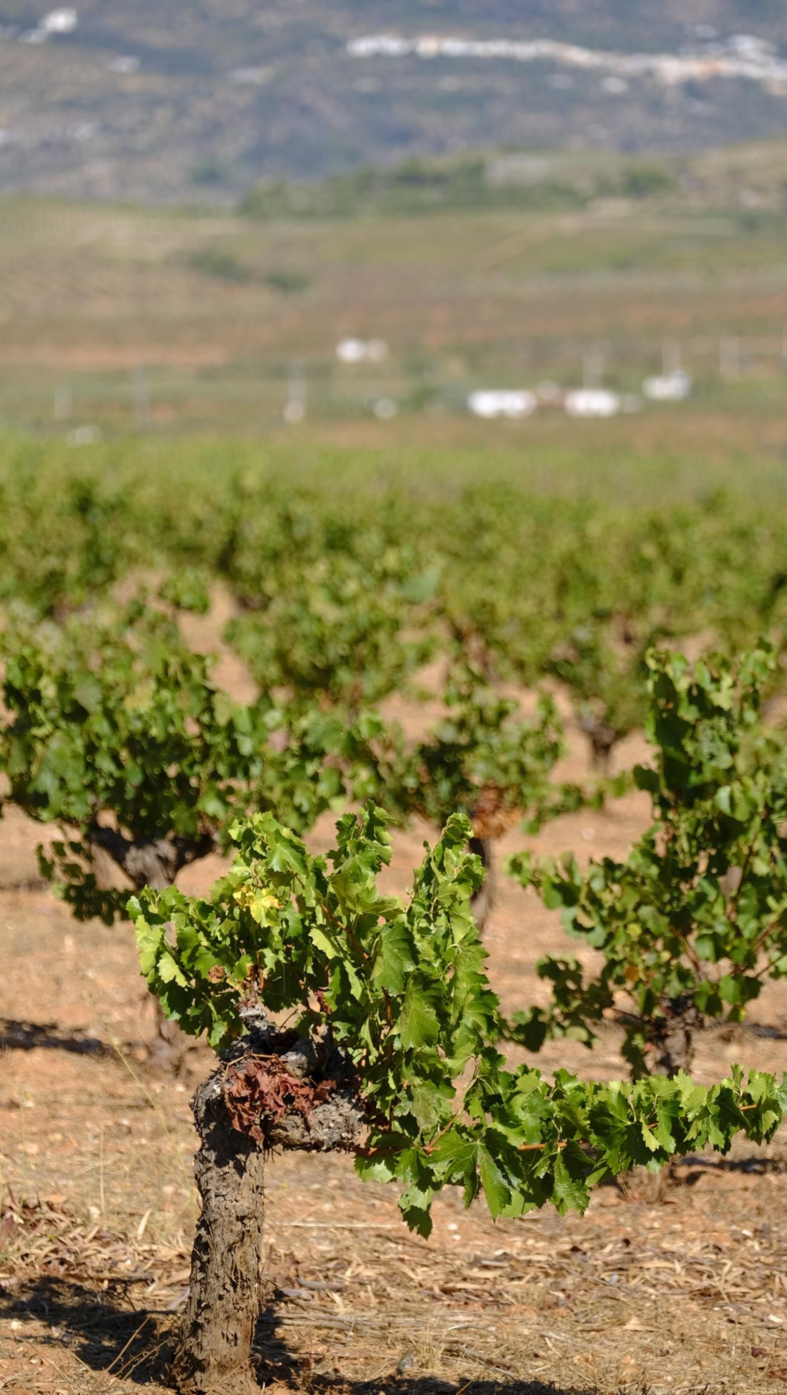 La vendimia en la Bodega Cortijo del Cura de Laujar, en imágenes