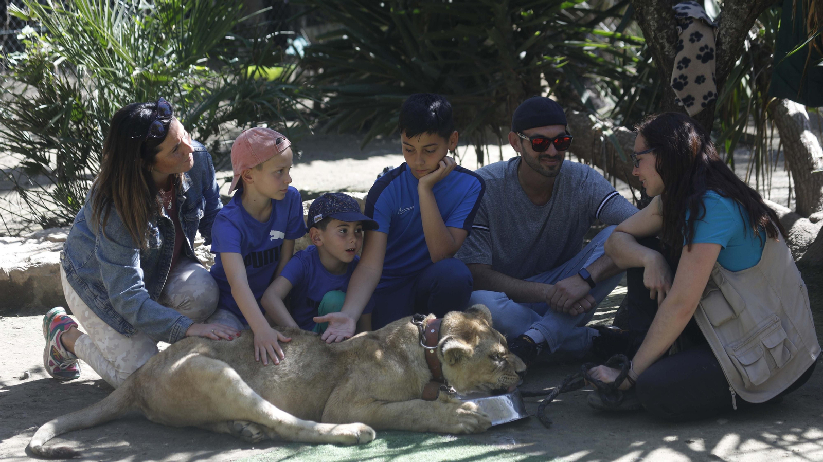 Las fotos del tigre de bengala, en la reserva "La pequeña África"