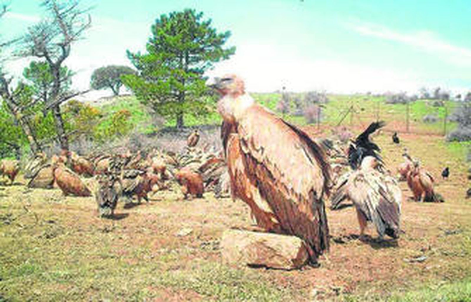Buitres en un muladar de Sierra de las Nieves.