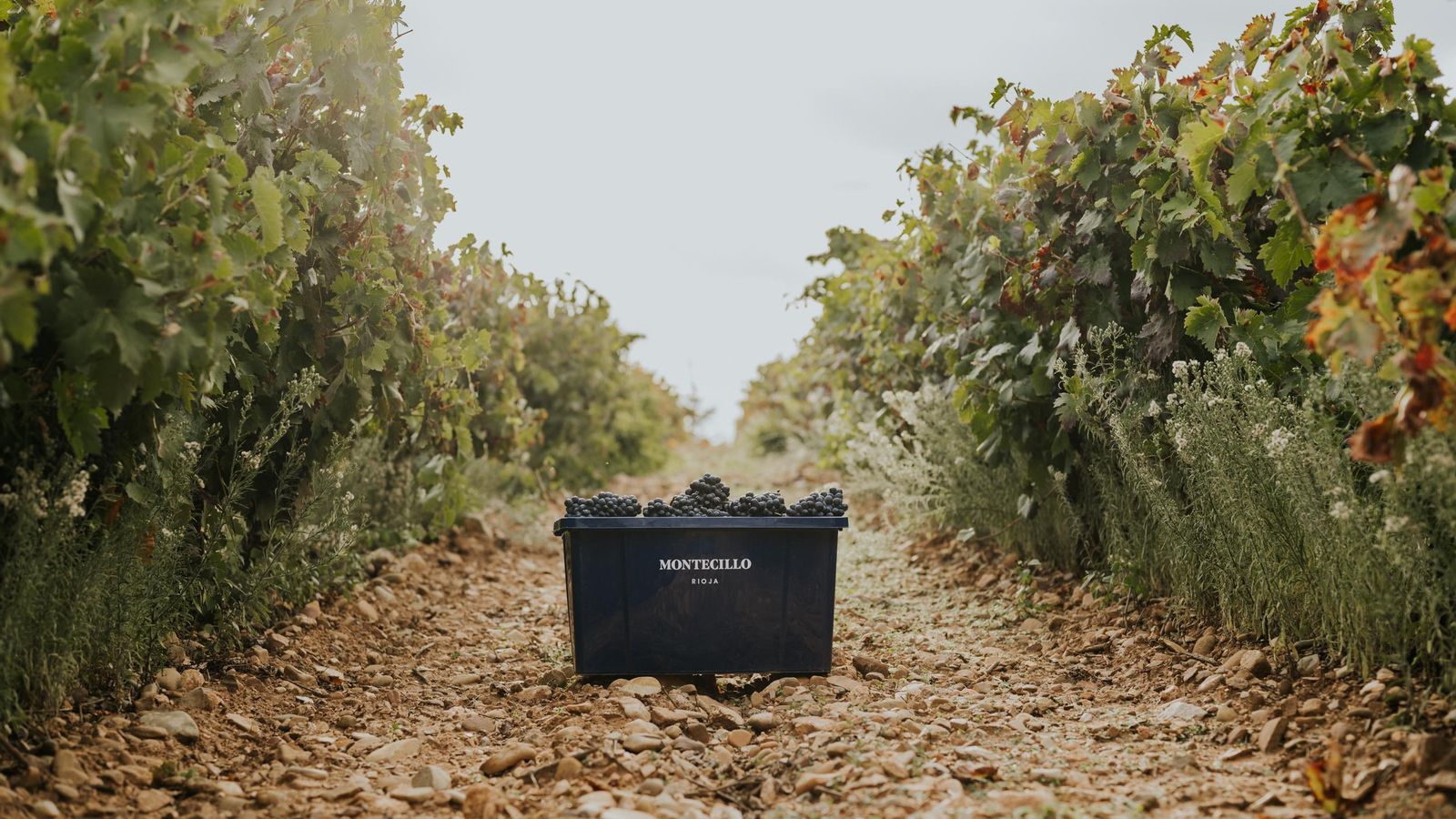 Uvas de Tempranillo de las fincas situadas en el término de Fuenmayor.