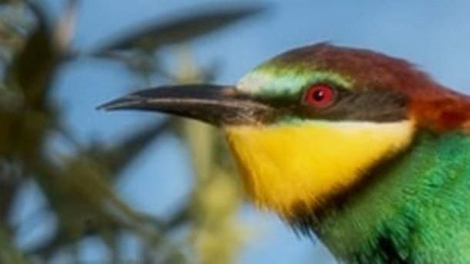 Un abejaruco europeo.