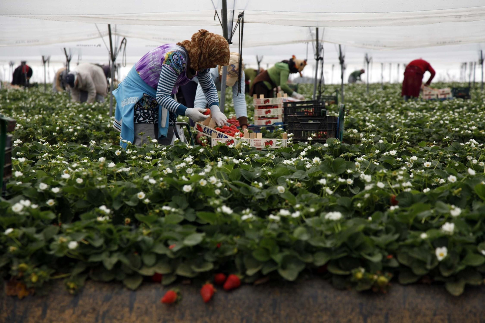 Dos trabajadoras recogen fresas en los huertos de Huelva.