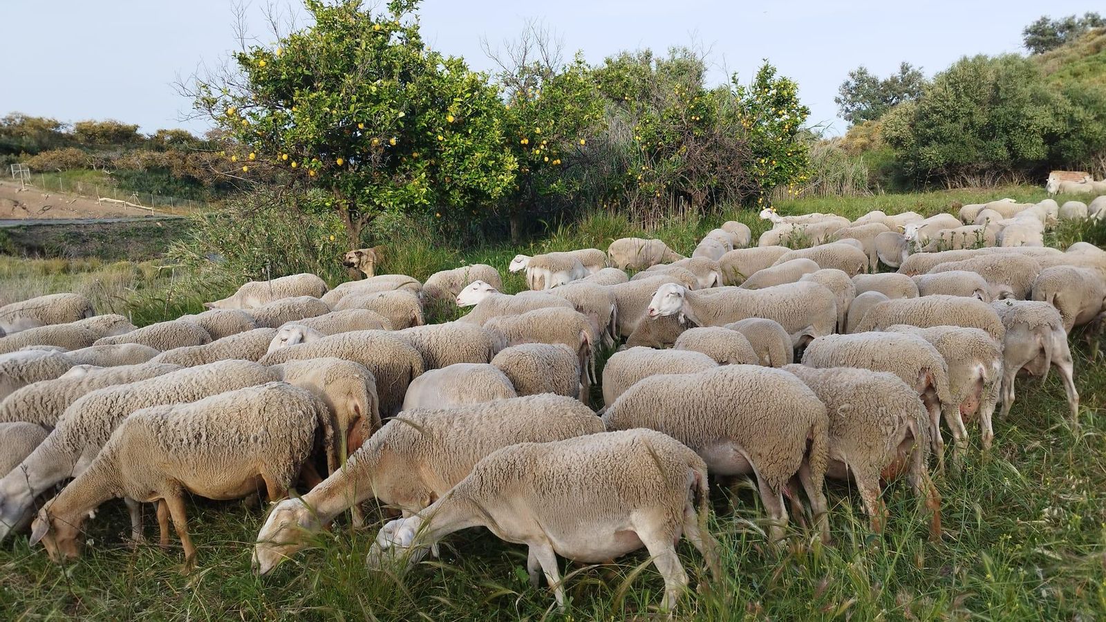 Rebaño de José Antonio Gómez García