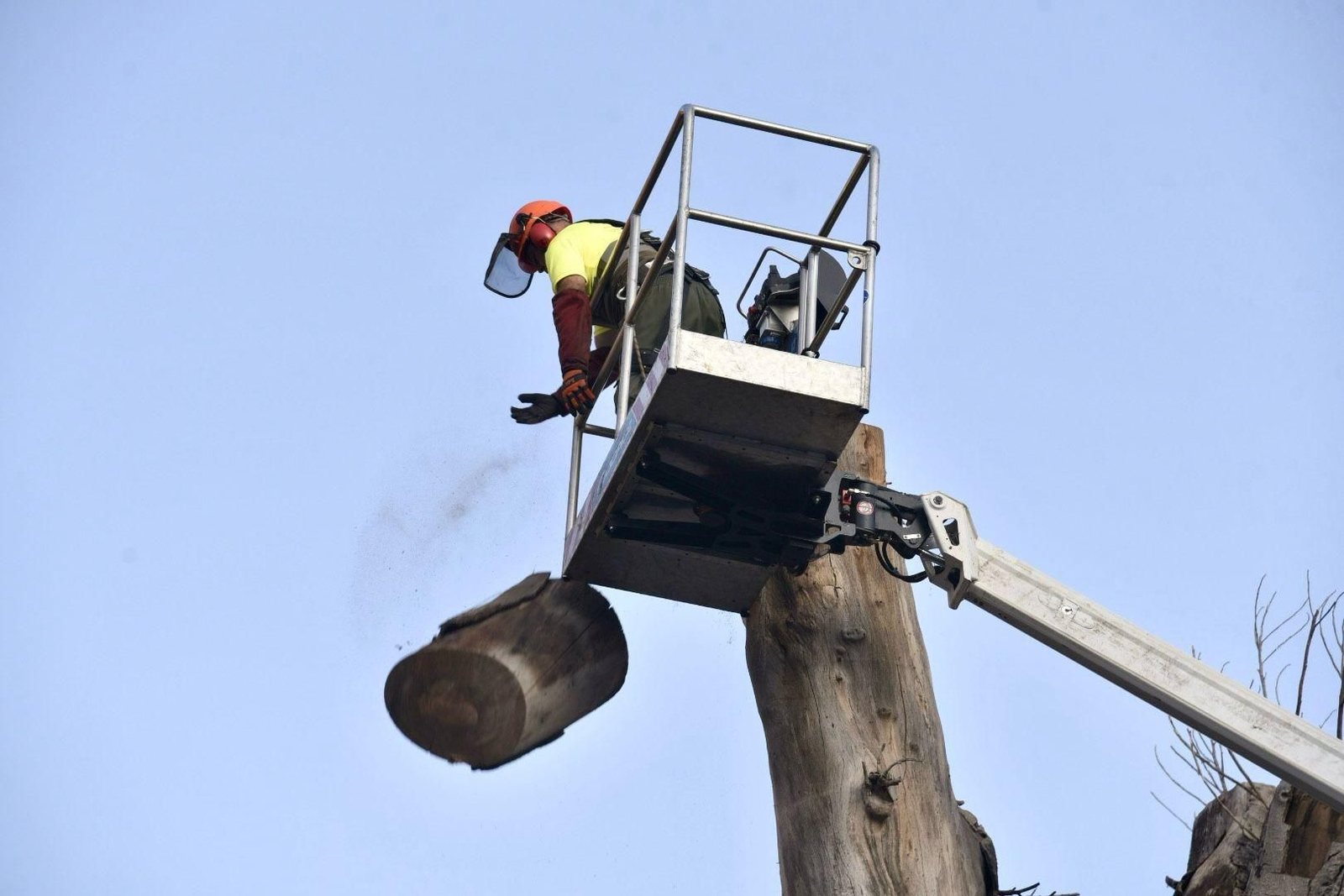 Un operario corta el tocón que quedaba del ficus de San Jacinto.