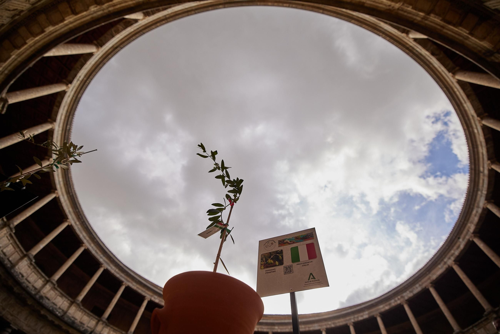 Todas las imágenes de la plantación del jardín de la paz en la Alhambra de Granada