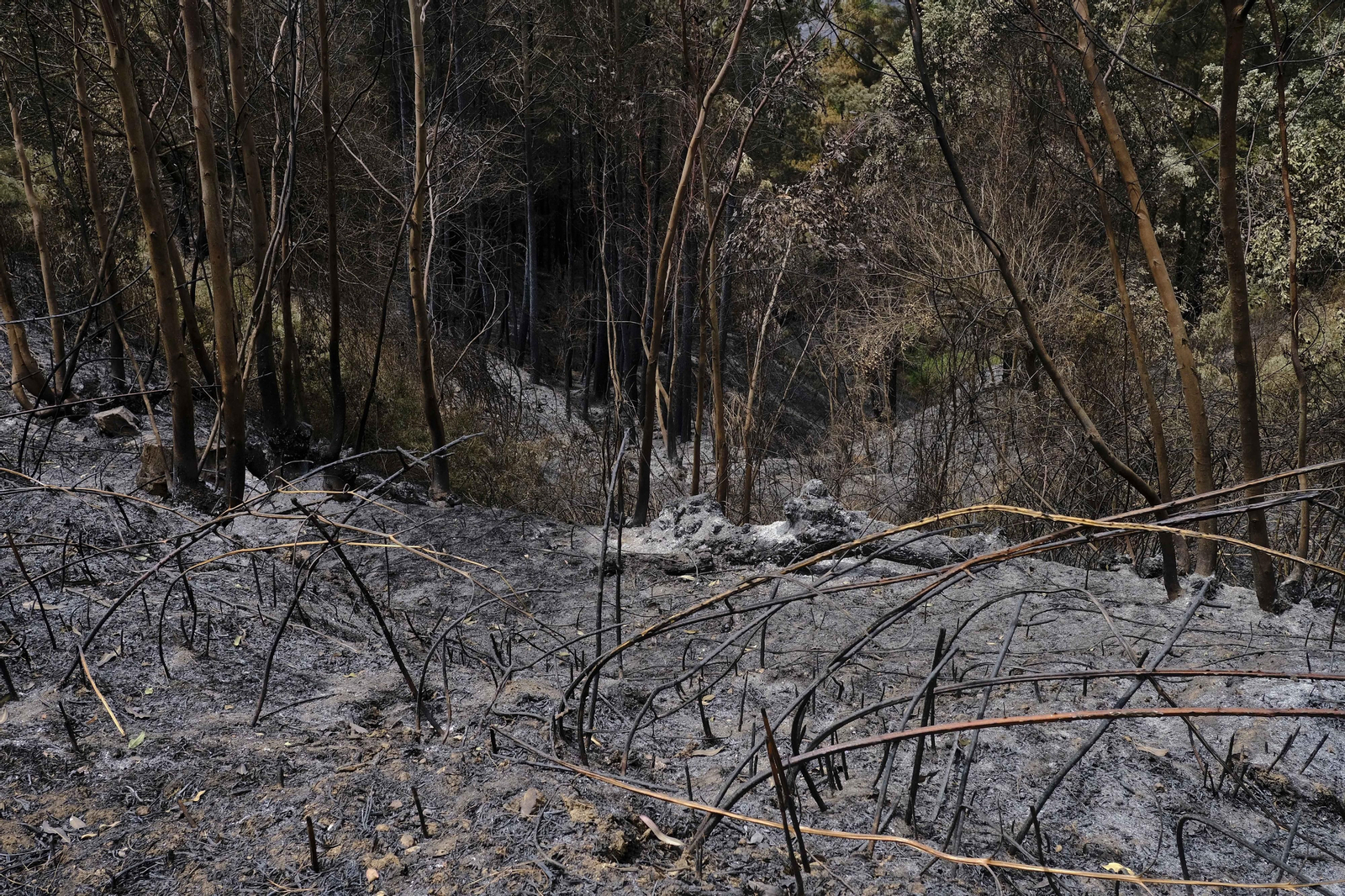 El incendio de Sierra Bermeja una semana después, en fotos