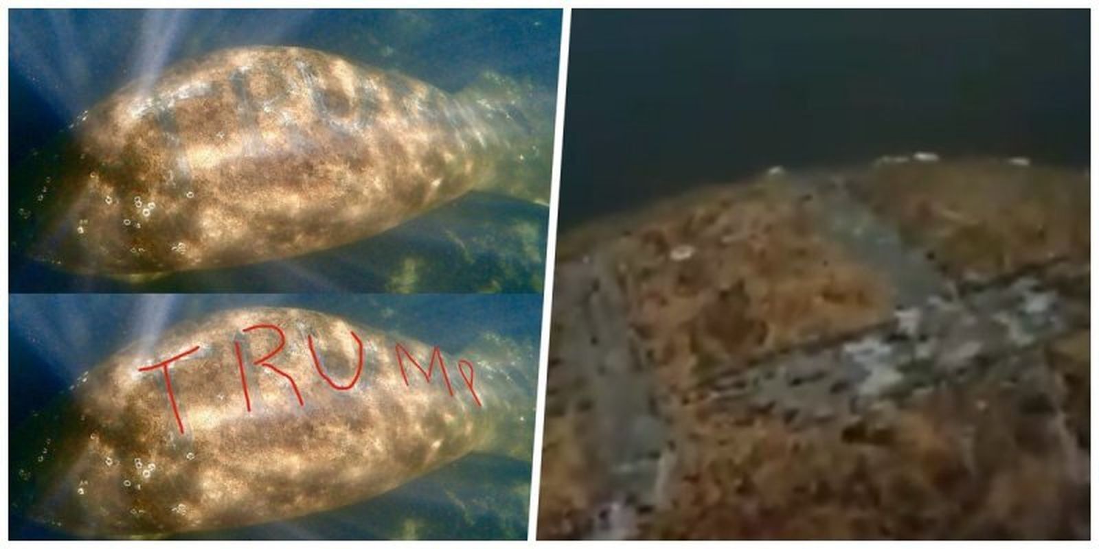 Suben la recompensa por atrapar al que grabó la palabra "Trump" en un manatí