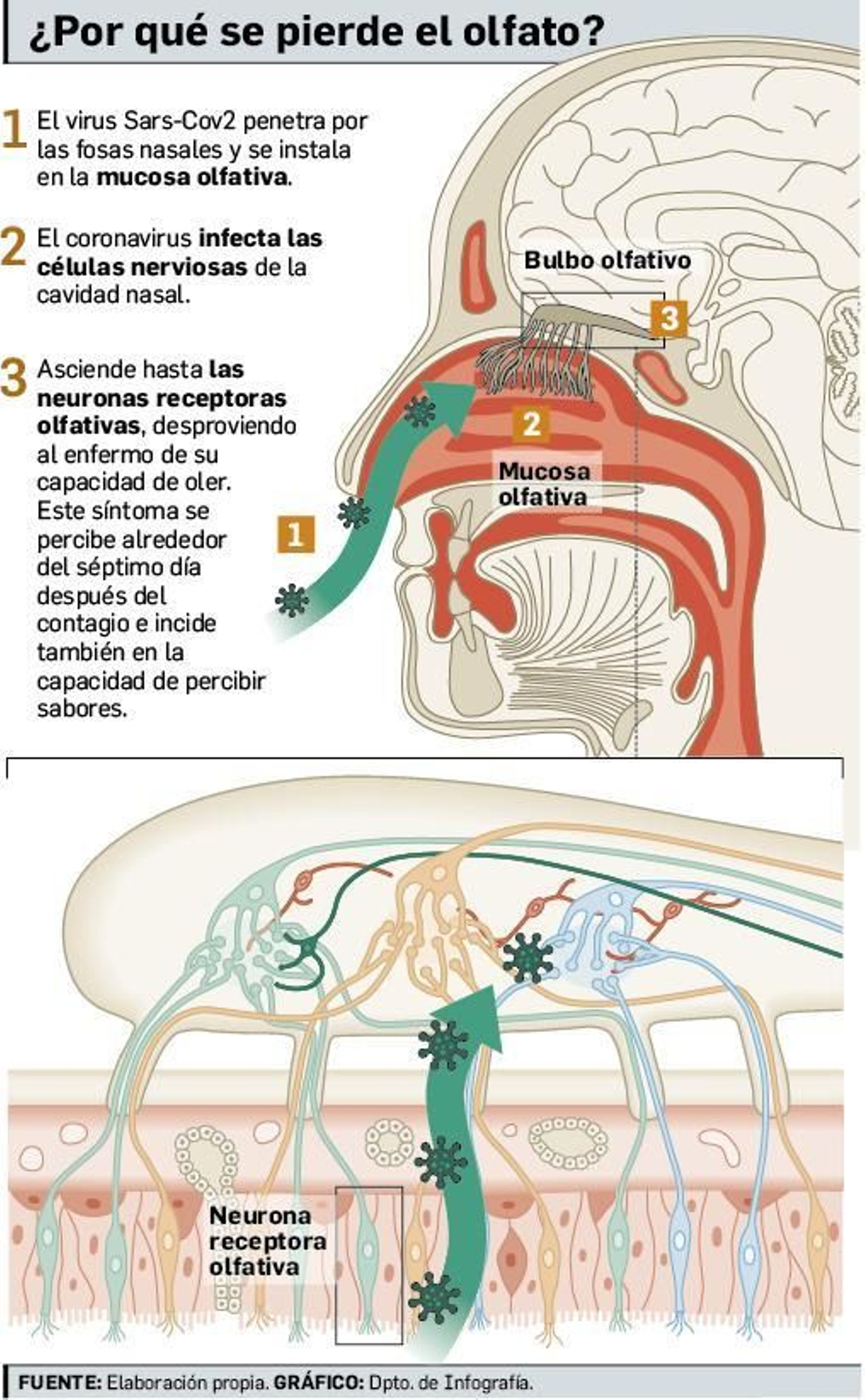 La relación entre la infección de Covid y el trastorno del olfato.