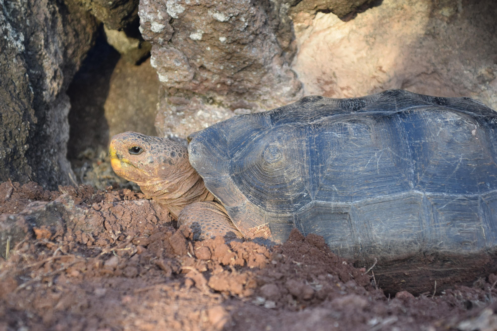 Las fotografías de Bárbara Sellés en una isla desierta para estudiar tortugas Las fotografías de Bárbara Sellés en una isla desierta para estudiar tortugas