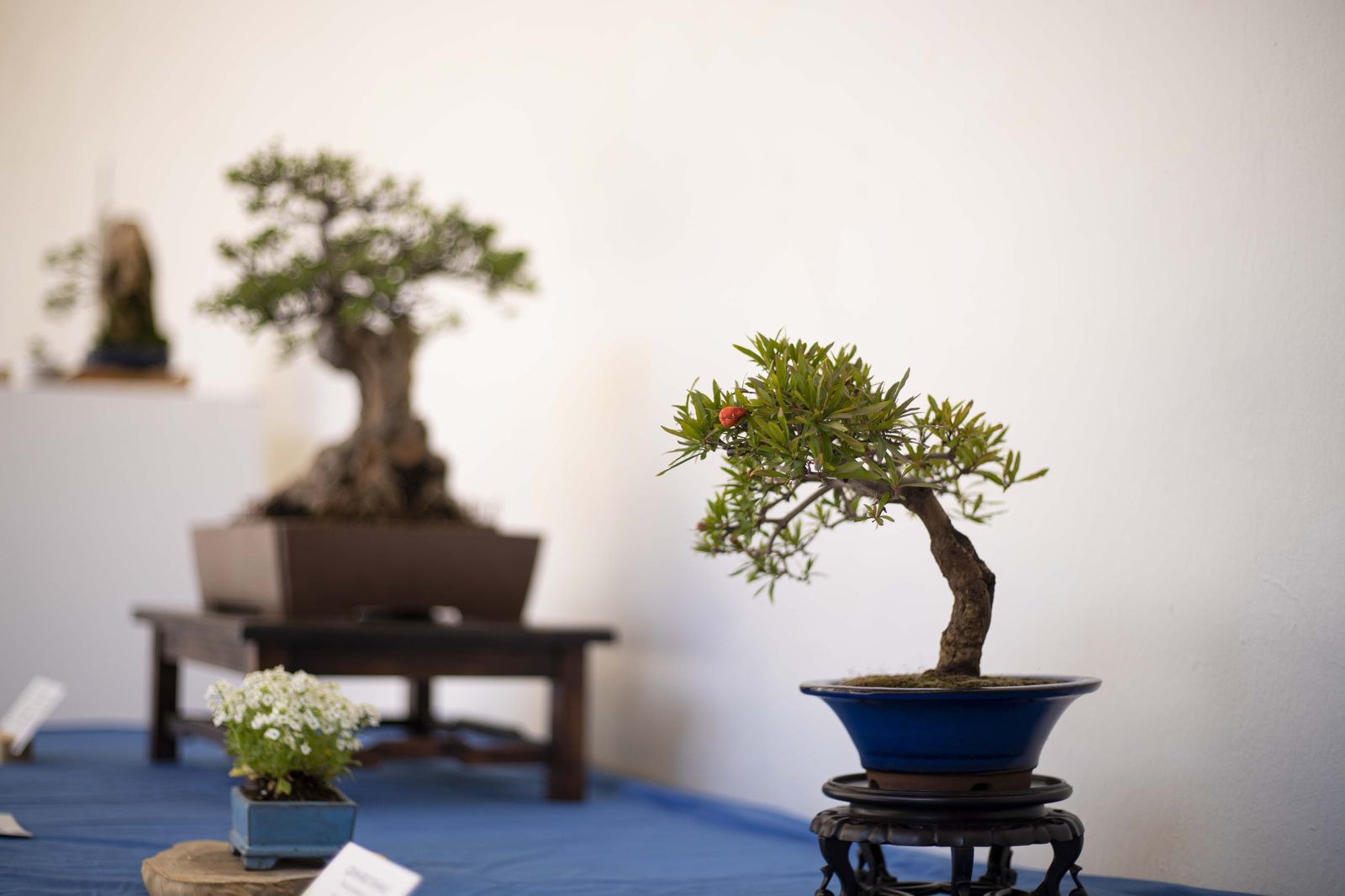 La Exposición de Bonsái de Primavera de Córdoba, en fotografías