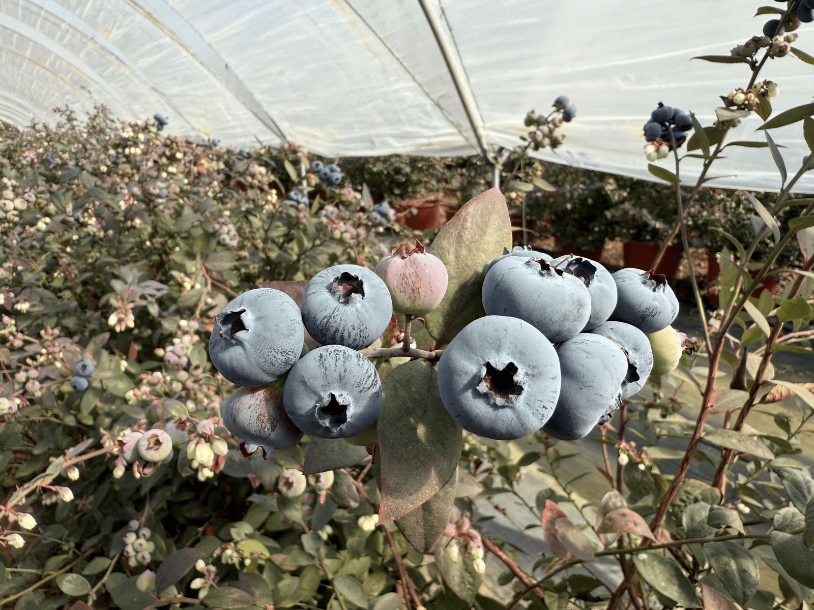 Los arándanos en temporada en Huelva.