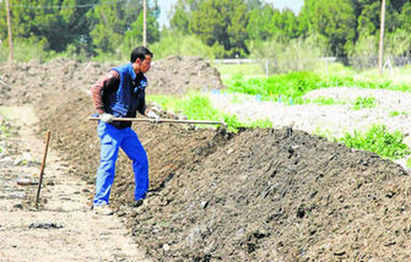 En el vermicompostaje las lombrices se ubican en lechos de tierra situados al aire libre y se nutren de los restos agrícolas.