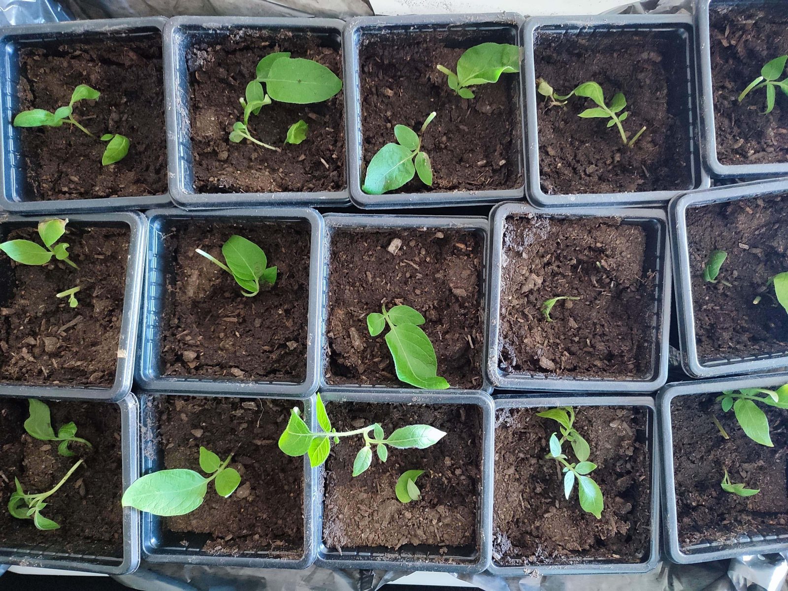 Brotes de la patata granadina 'copo de nieve'