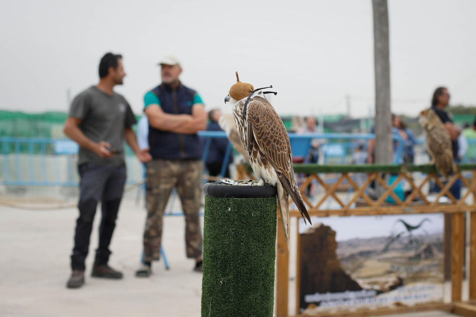 Galería de la Feria  de ganado en Tarambana