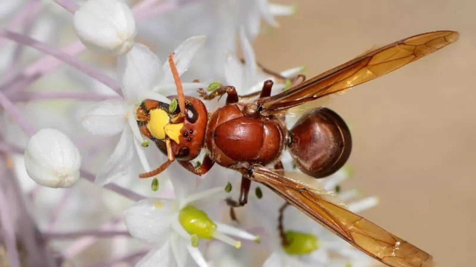 El avispón oriental, especie invasora, cuya presencia ha crecido en Cádiz