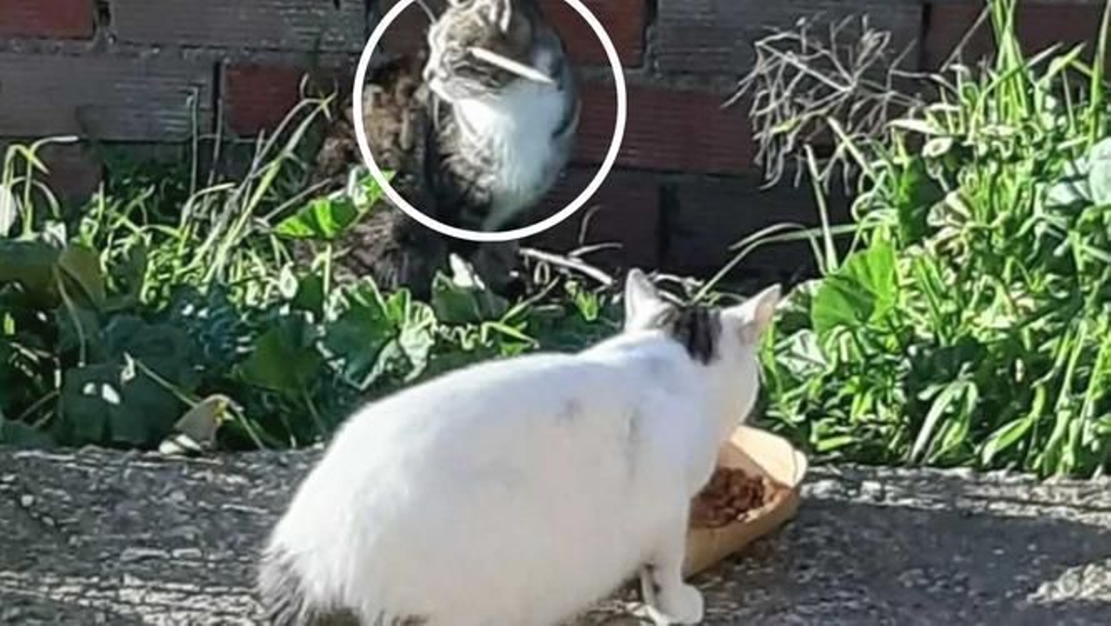 Encuentran viva a una gata con la cabeza atravesada por una flecha Encuentran viva a una gata con la cabeza atravesada por una flecha