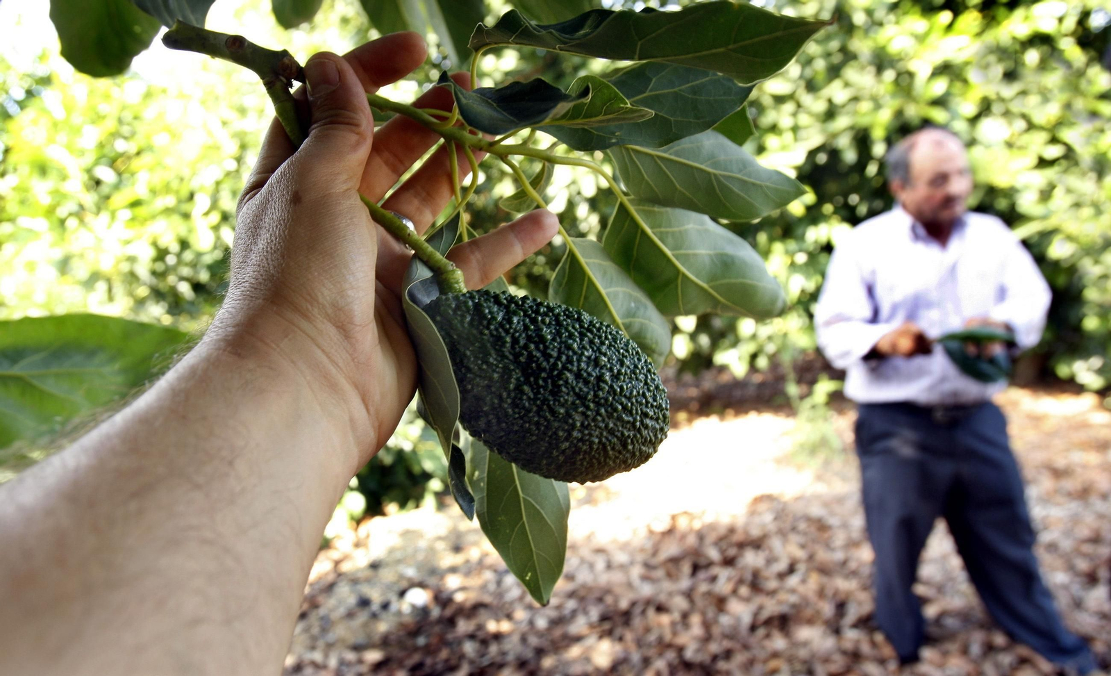 Aguacate Hass, de los árboles de la Axarquía malagueña, de archivo. Aguacate Hass, de los árboles de la Axarquía malagueña, de archivo.