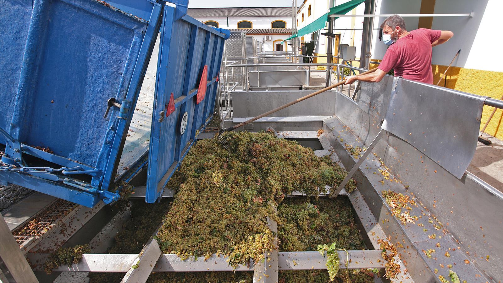 Recepción de la uva en el lagar de la cooperativa de Jerez durante la presente campaña.