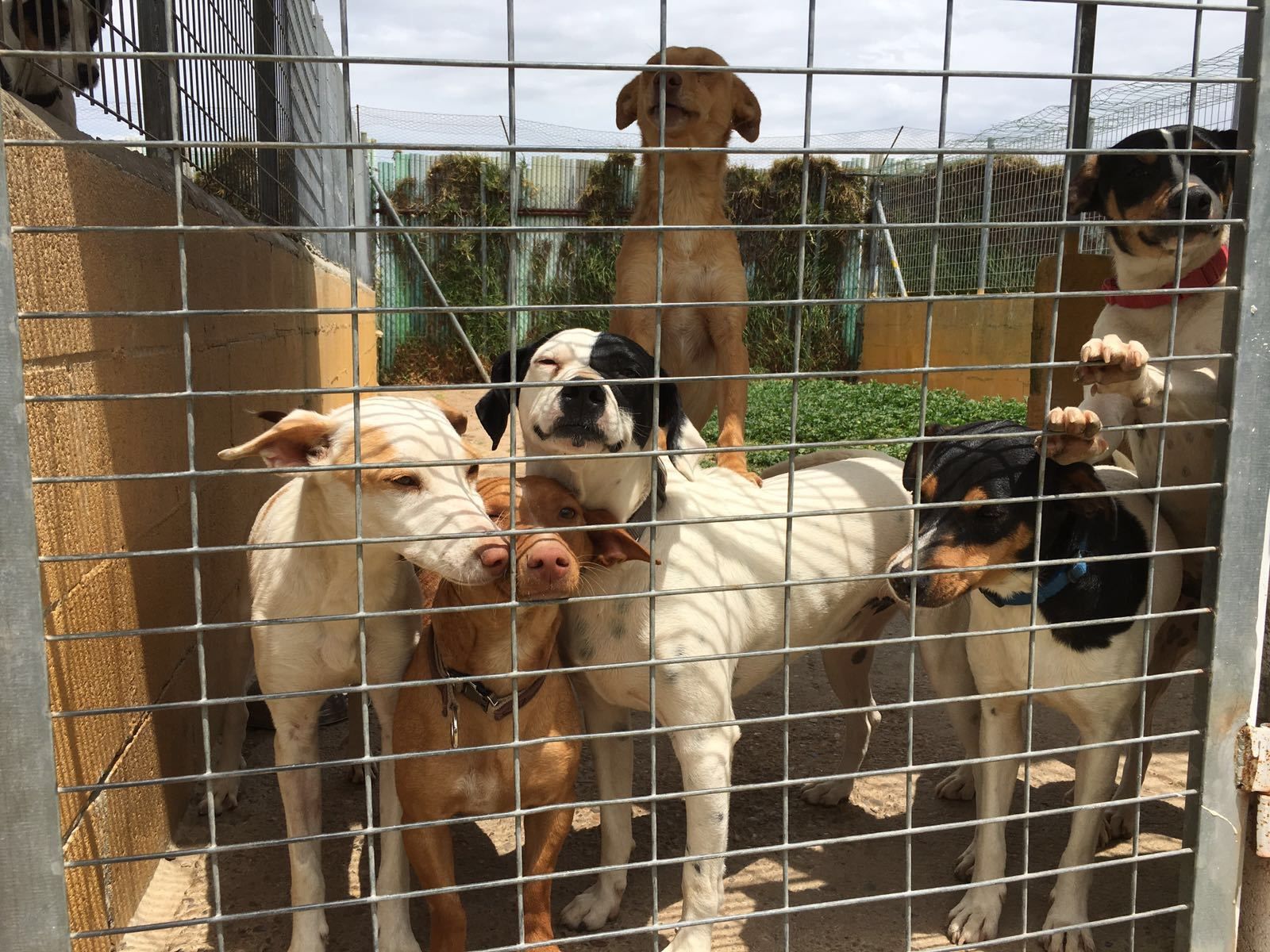 Imagen donde se puede comprobar el gran número de animales que conviven en un mismo chelín.