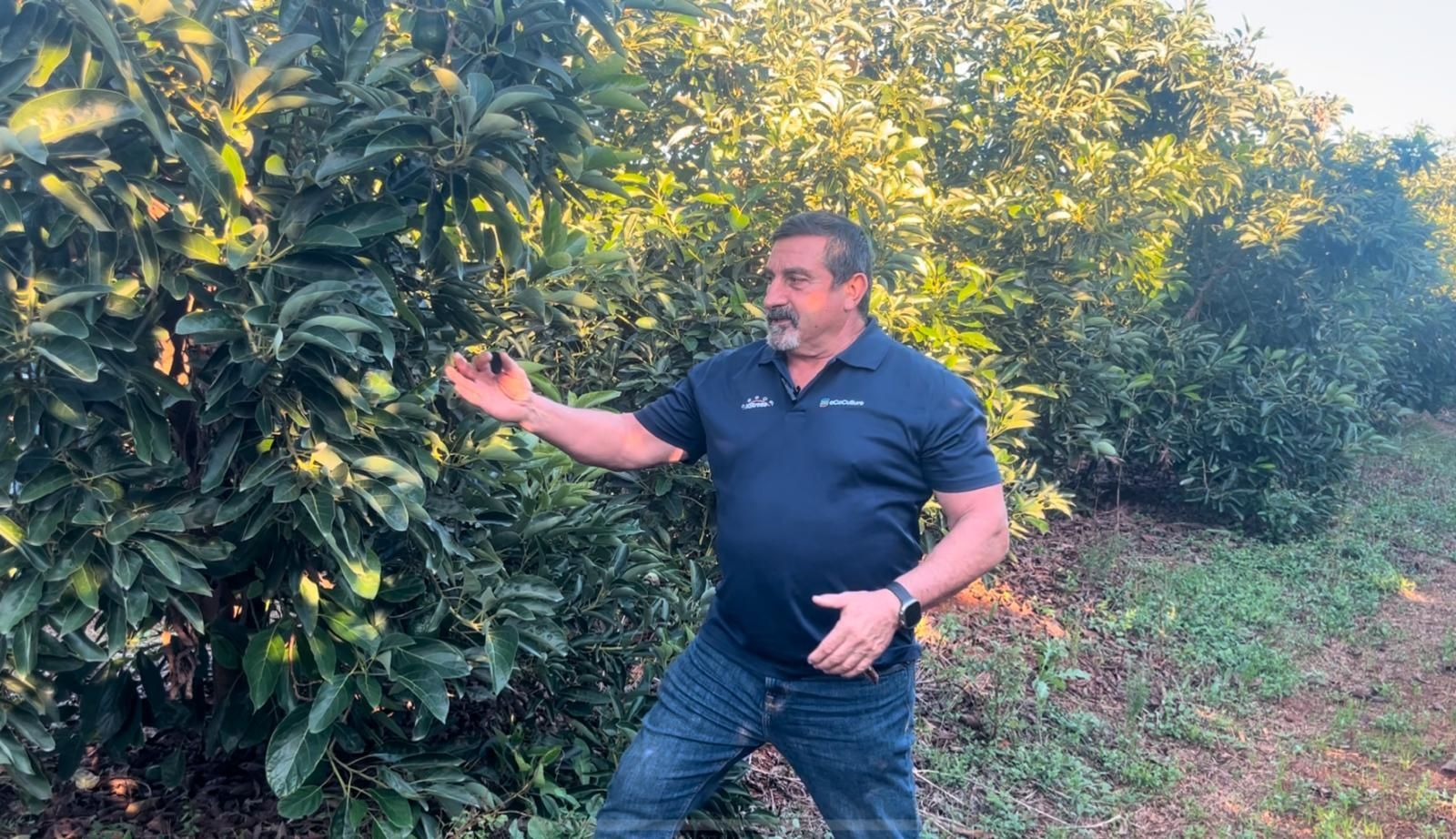 Ensayo Ecoculture en Aguacate.