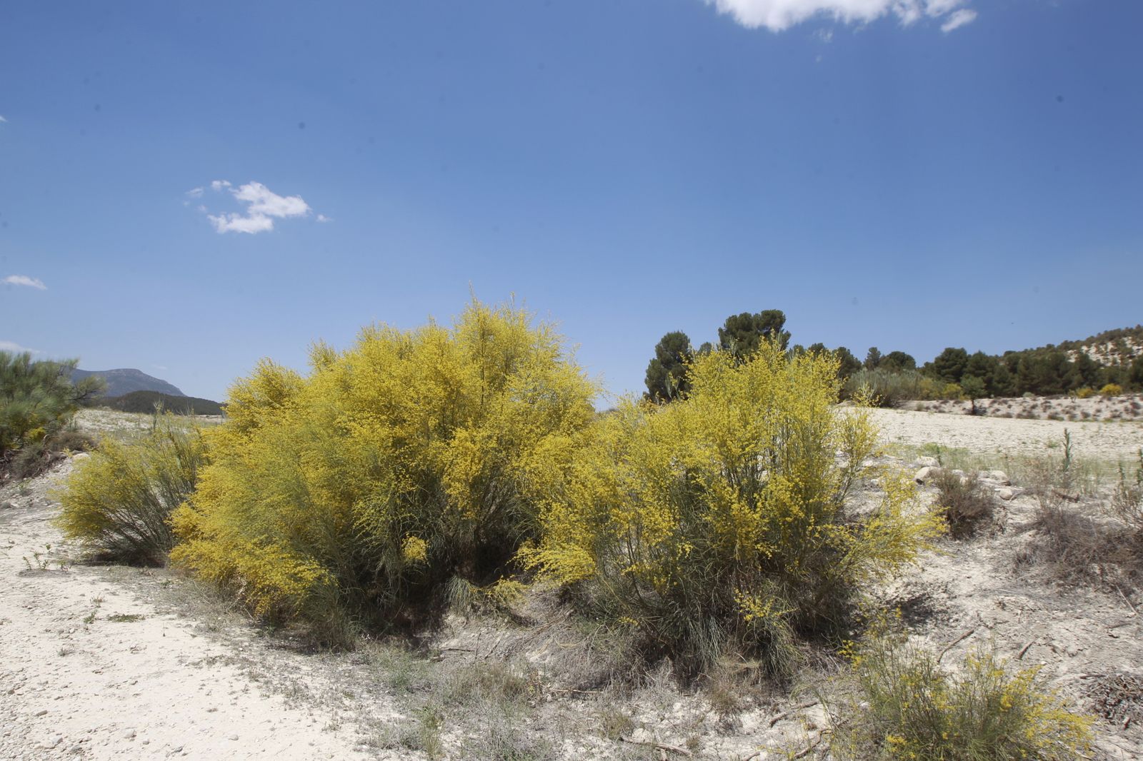 Imágenes de la sequía que golpea con dureza la producción de cereal en Los Vélez