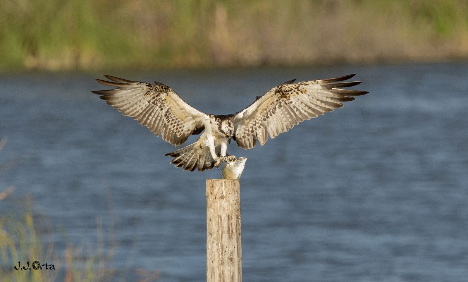 El Águila Pescadora, la especie amenazada que puede observarse en la Laguna de Palos