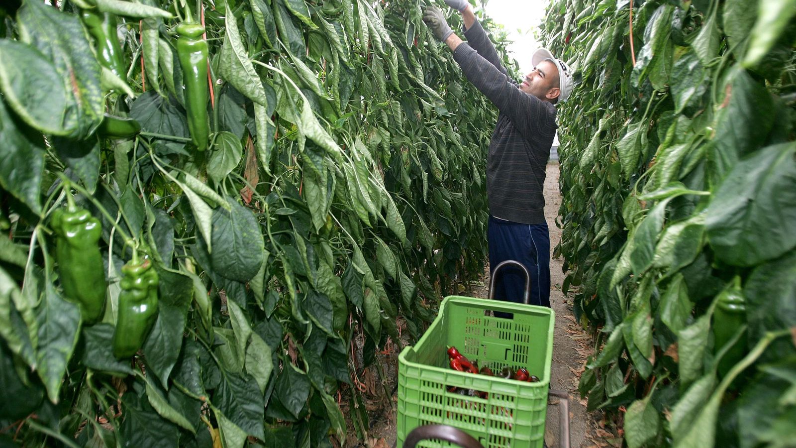 Un trabajador recoge pimientos en un invernadero.