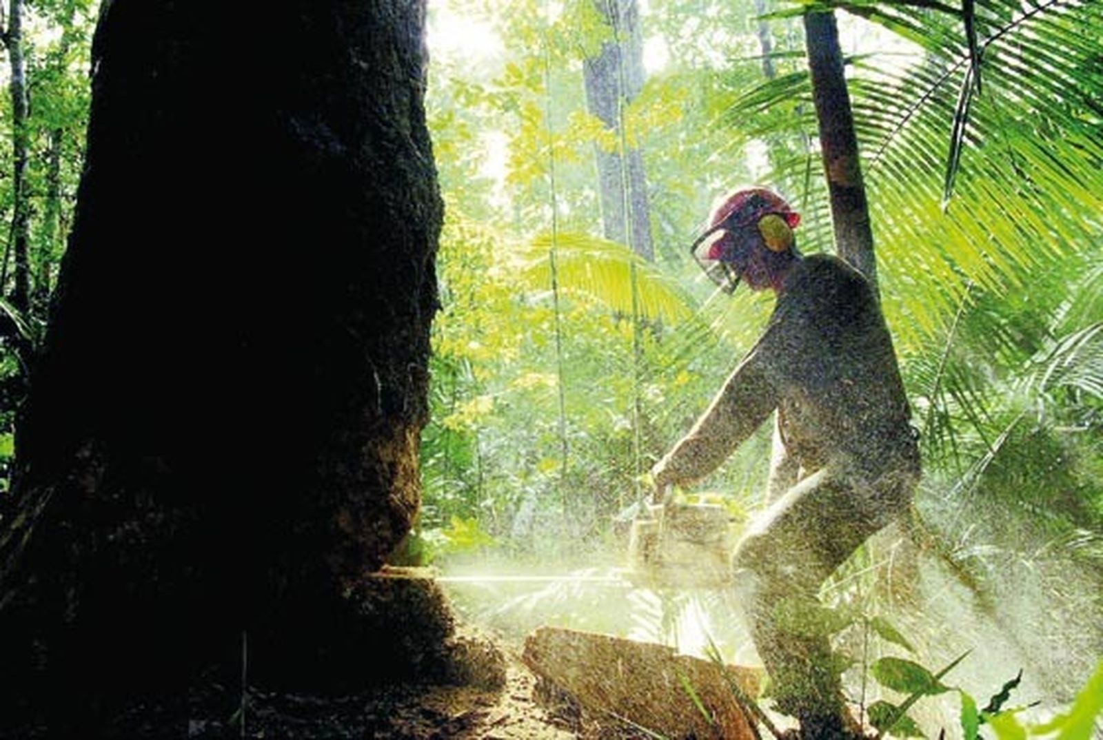 El bosque: un ecosistema con muchos depredadores