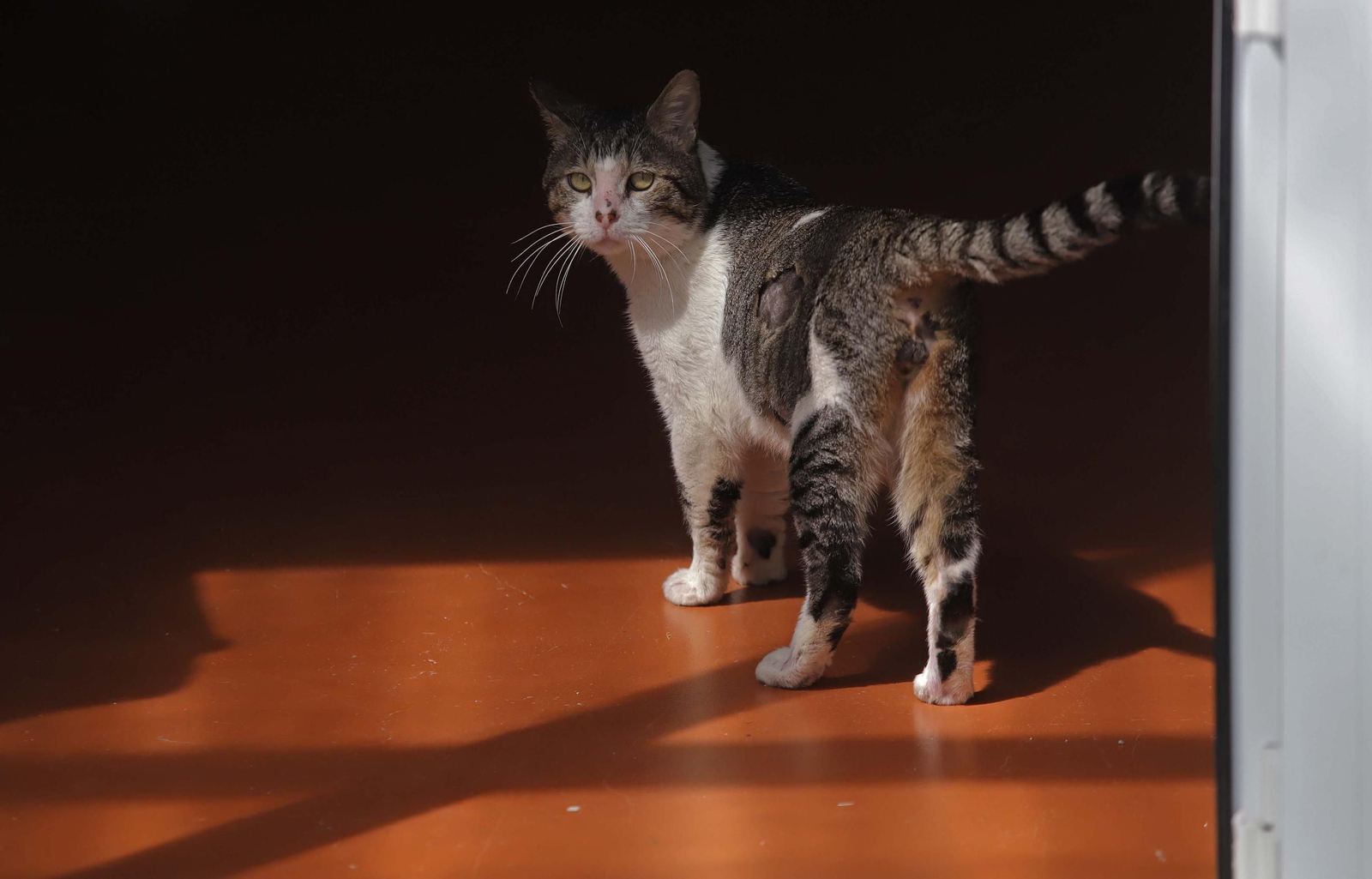 Fotos de Kitty Cat, la cafetería - refugio de gatos en La Línea