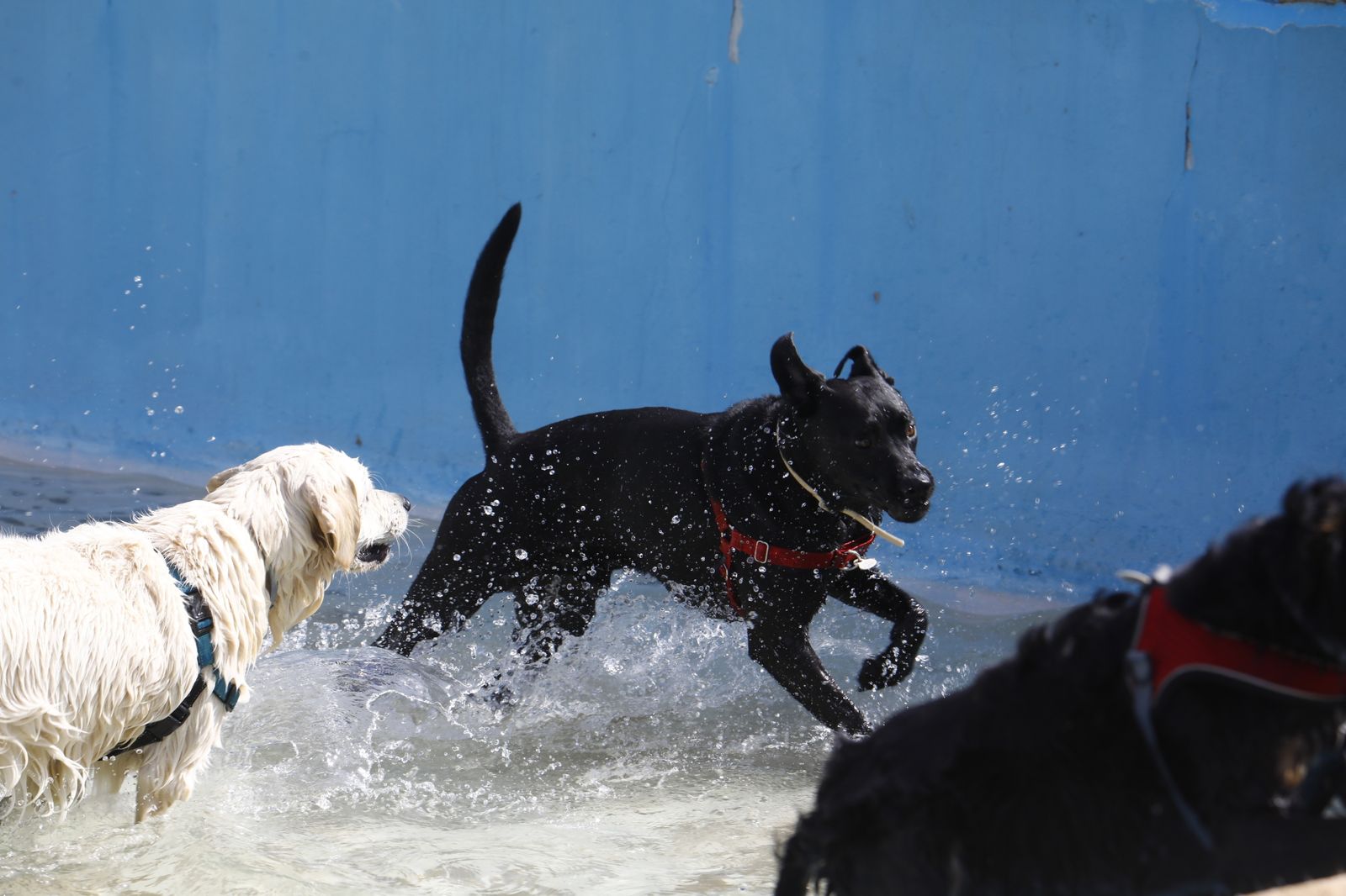Perros se refrescan en una fuente.