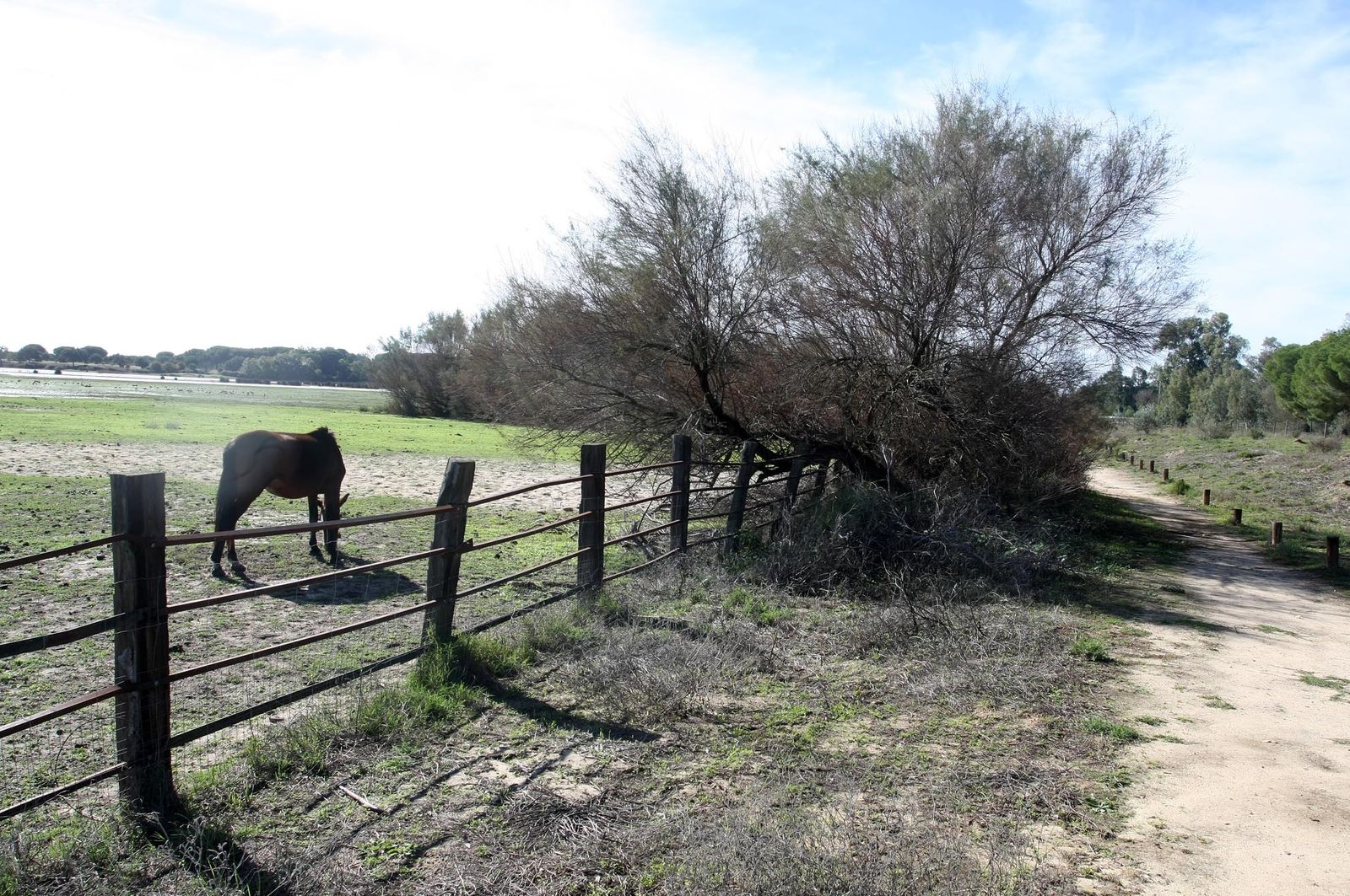 Imágenes de la marisma de El Rocío y de la laguna de El Portil tras las últimas lluvias