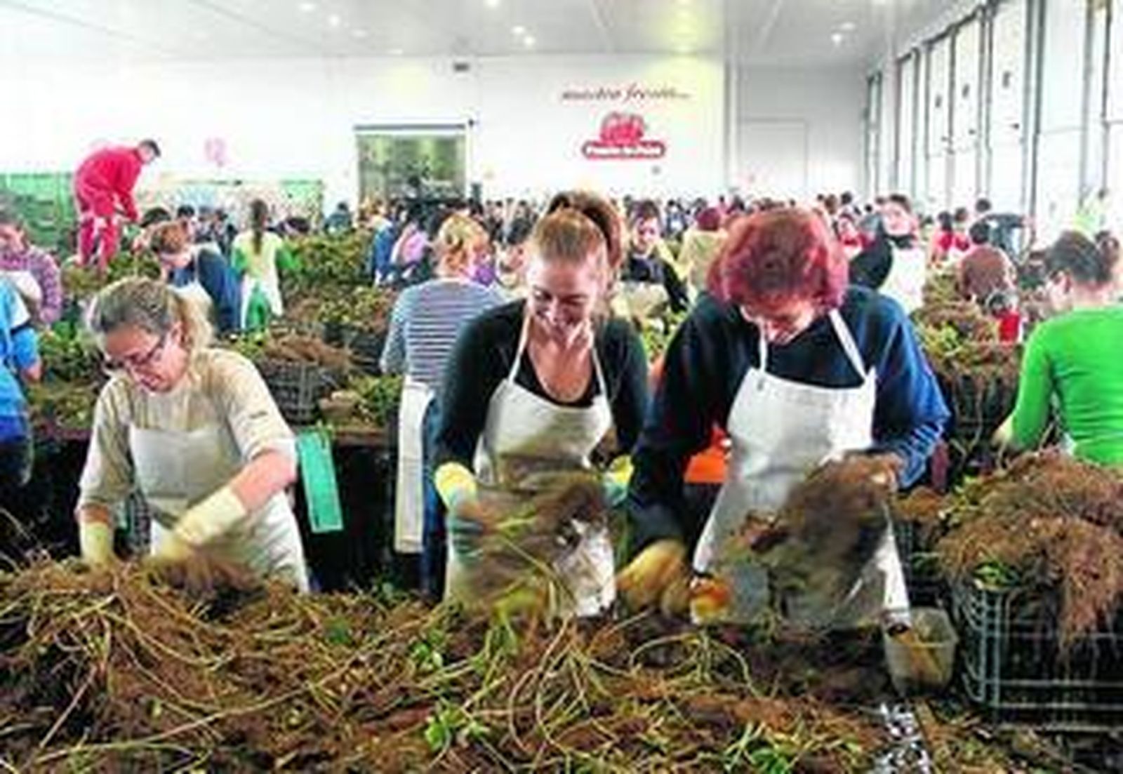 Selección y preparación de las plantas de fresa para su cultivo en la cooperativa Fresón de Huelva.