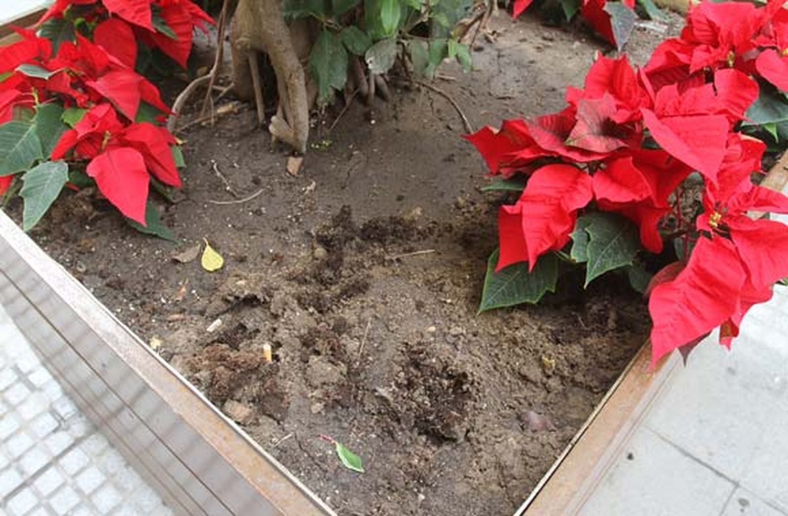 Llamamiento a la concienciación ciudadana tras el hurto de 150 flores de Pascua