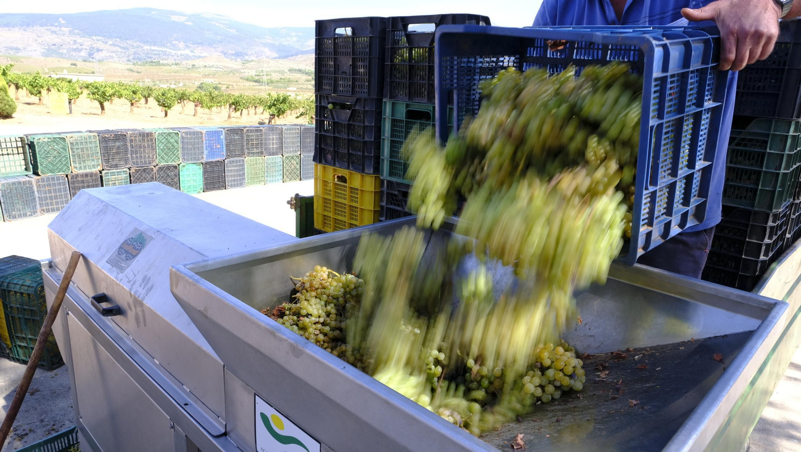 La vendimia en la Bodega Cortijo del Cura de Laujar, en imágenes