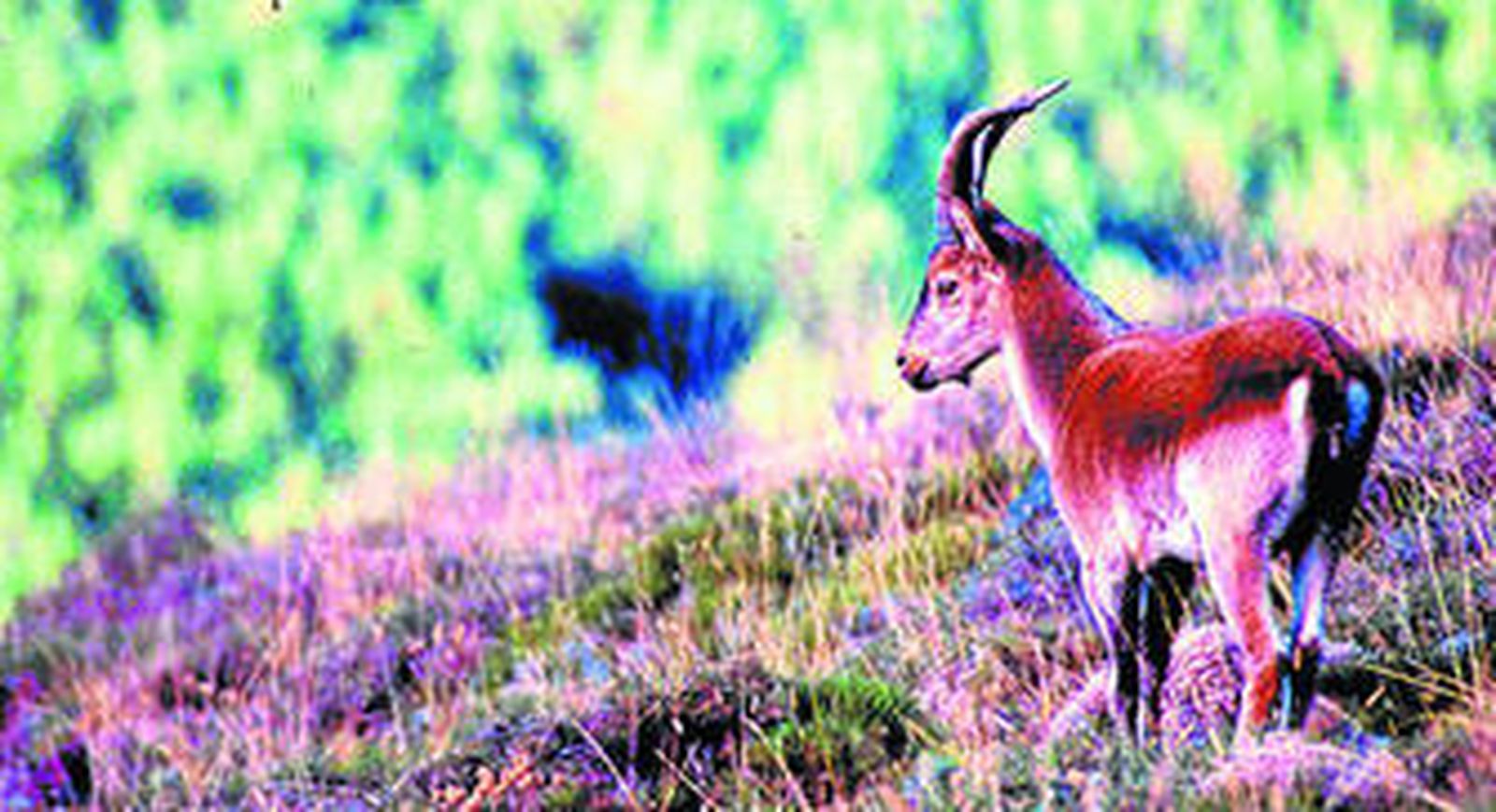 Un ejemplar de cabra montés en un paraje andaluz.