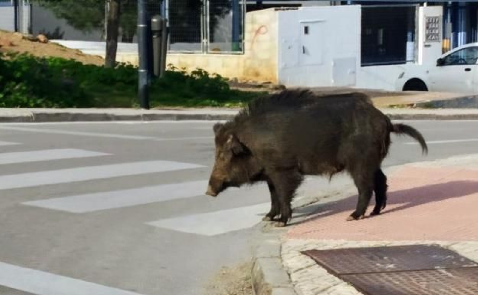 Este es el motivo por el que hay jabalíes en las playas de Marbella y las soluciones que busca el ayuntamiento