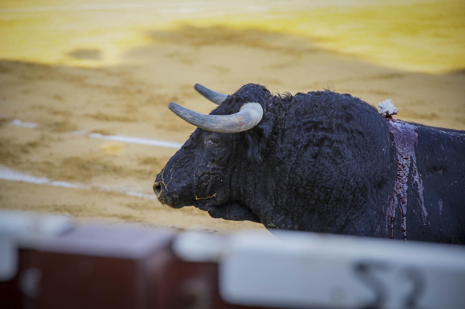Corrida de toros Berja con un toro indultado, en imágenes