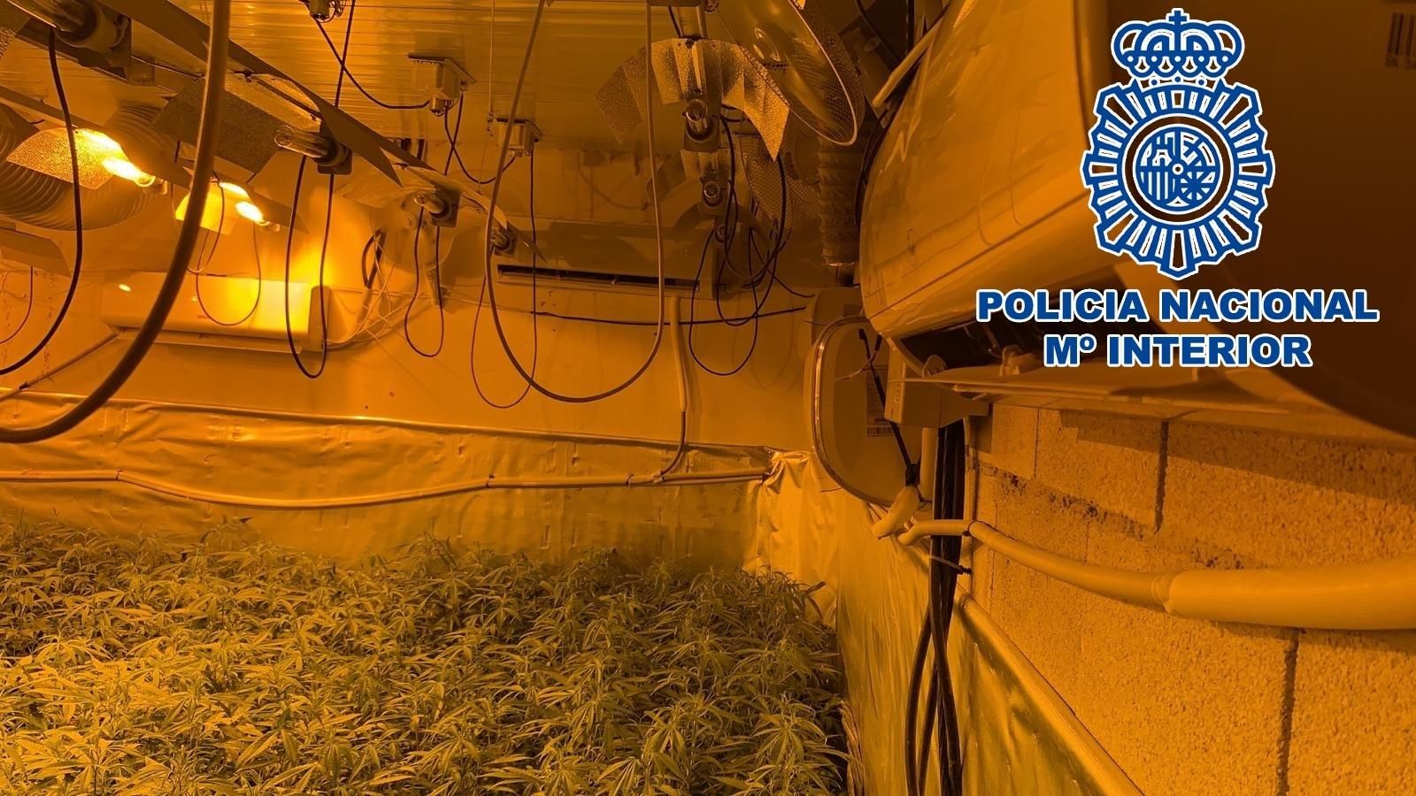 Otra imagen del interior de la plantación de la nave de El Portal, en la que se cultivaban unas 800 plantas