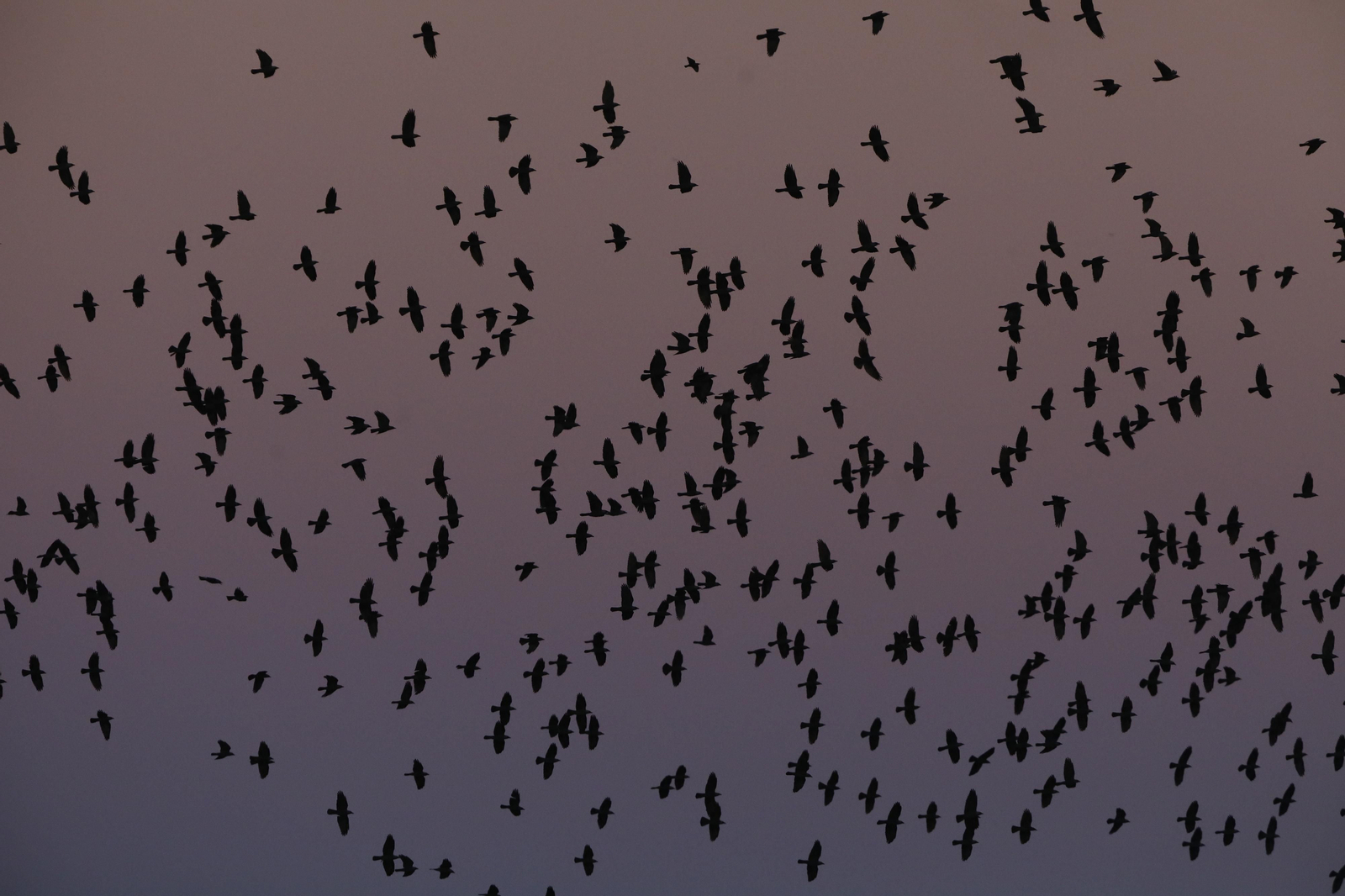 Las aves que habitan en Los Sotos de la Albolafia de Córdoba, en fotografías