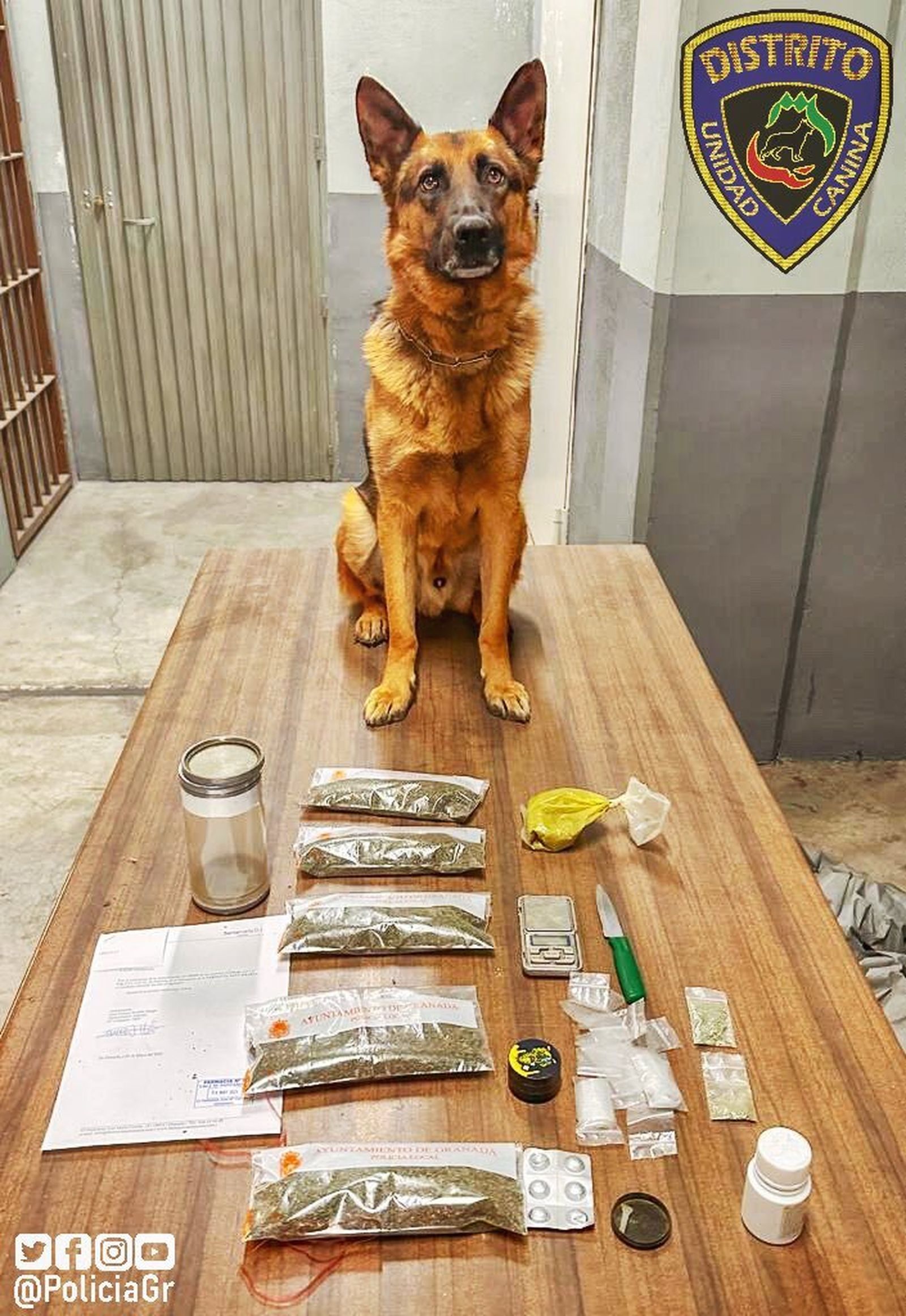 Stan Lee, que pertenece a la Unidad Canina de la Policía Local de Granada, con las sustancias intervenidas.