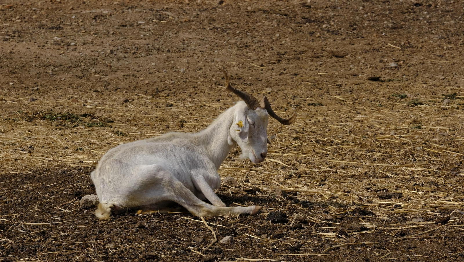 Recorrido por el cortijo El Romeral con 1200 cabras celtibéricas, en imágenes