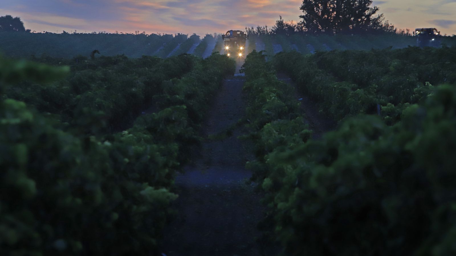 Comienza la vendimia nocturna en la Viña Montegilillo de Lustau