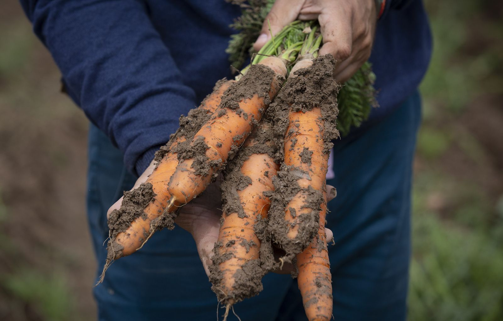 Coronavirus: de la tierra a la mesa