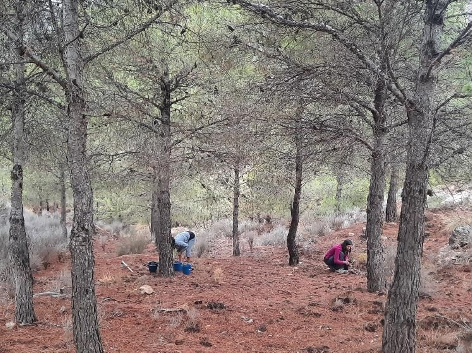 Voluntarios plantando en Cerro Milano. Voluntarios plantando en Cerro Milano.