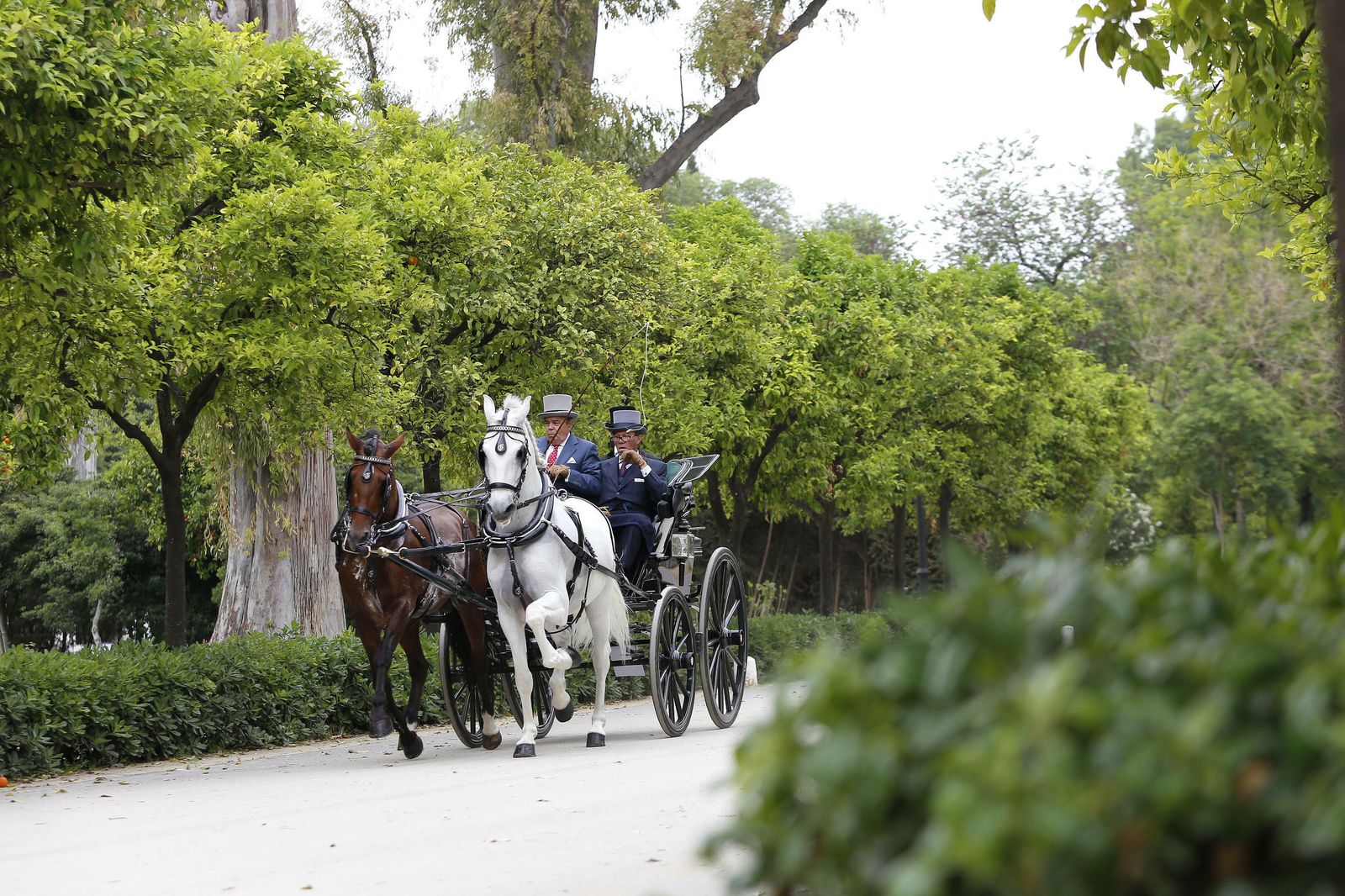El concurso de enganches, en imágenes