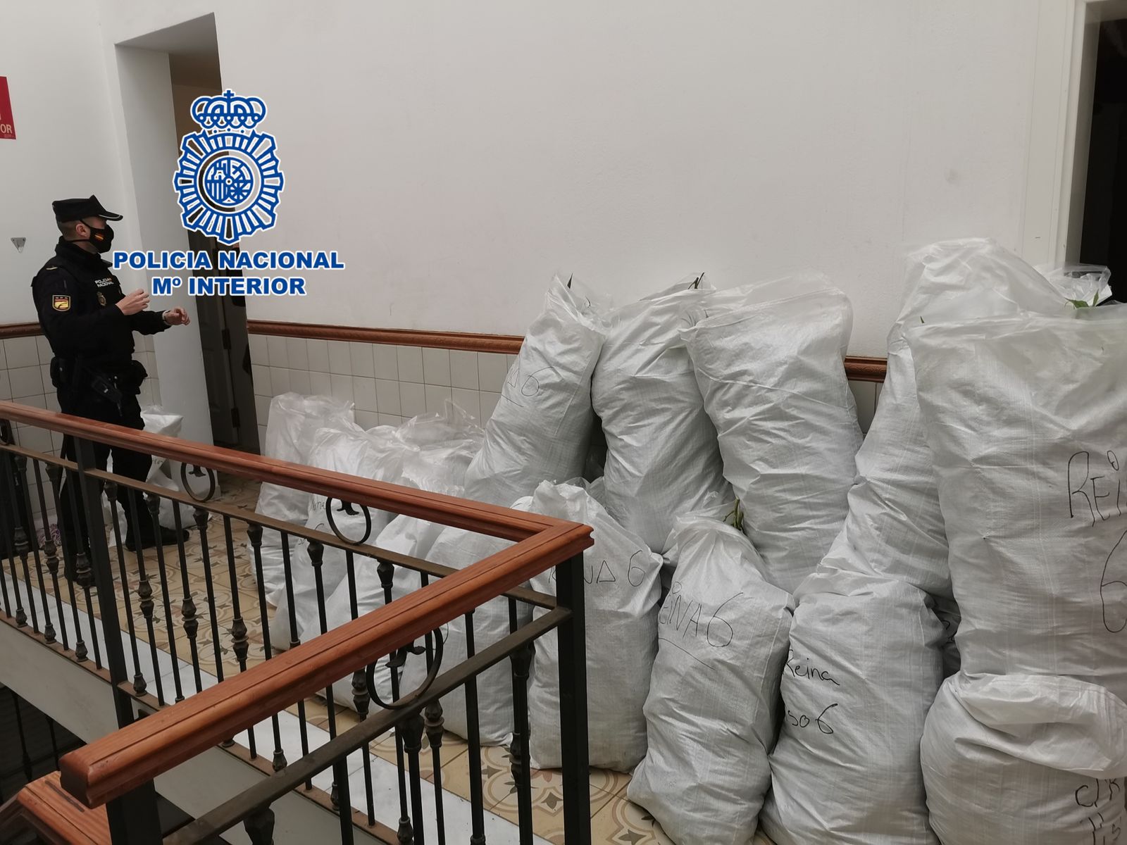 Diez detenidos acusados del cultivo de 1.019 plantas de marihuana en un 'narcobloque' ocupado