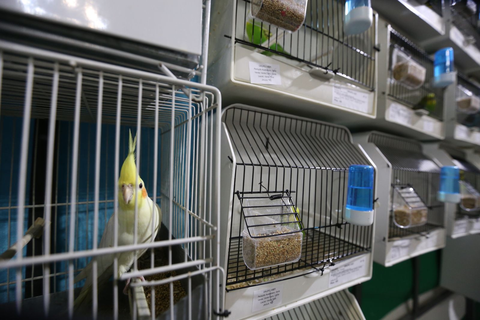 Chiclana acogió el campeonato de Andalucía el pasado noviembre.