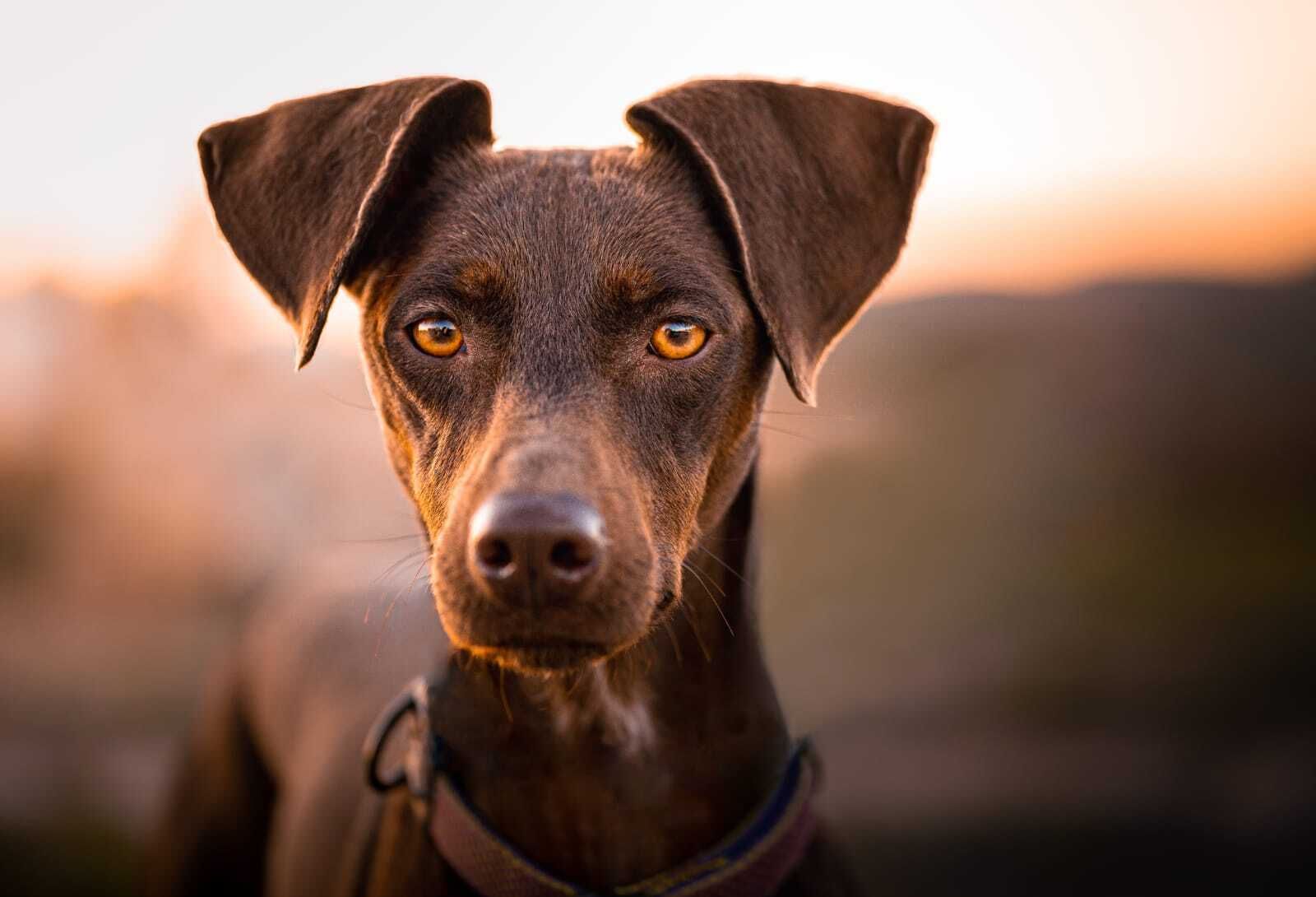 Álbum de las mascotas fotografiadas por 'El fotógrafo de mascotas'